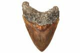 Serrated Fossil Megalodon Tooth - Massive Indonesian Meg #216488-1